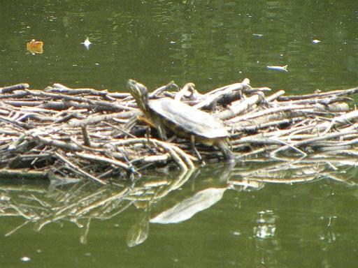 4 DSCN7992.JPG